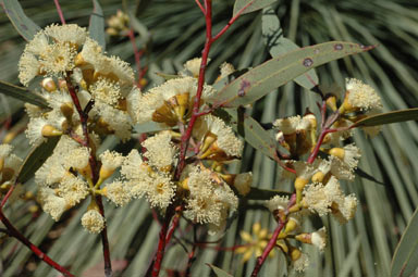 APII jpeg image of Eucalyptus neutra  © contact APII