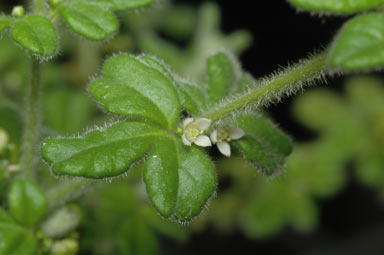 APII jpeg image of Zieria minutiflora  © contact APII