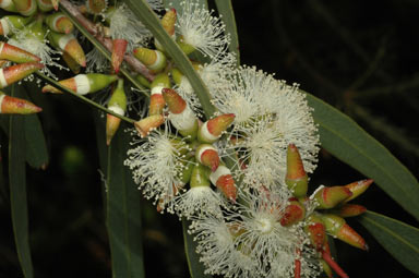 APII jpeg image of Eucalyptus bakeri  © contact APII