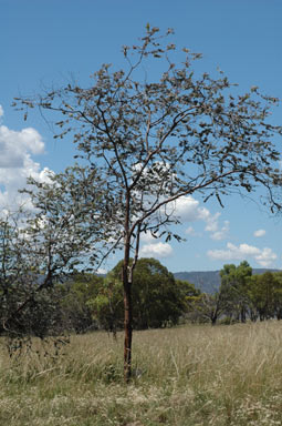 APII jpeg image of Eucalyptus kruseana  © contact APII