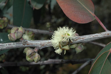 APII jpeg image of Eucalyptus boliviana  © contact APII