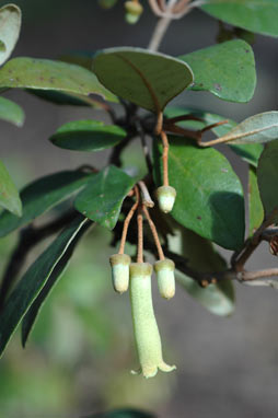 APII jpeg image of Correa lawrenceana var. glandulifera  © contact APII