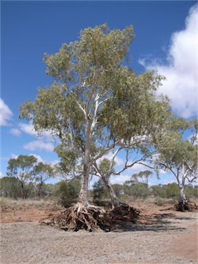 APII jpeg image of Eucalyptus camaldulensis subsp. obtusa  © contact APII