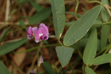 APII jpeg image of Glycine tabacina  © contact APII