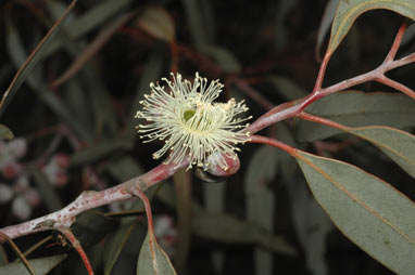 APII jpeg image of Eucalyptus campaspe  © contact APII