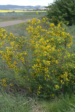 APII jpeg image of Genista monspessulana  © contact APII