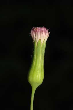 APII jpeg image of Emilia sonchifolia var. sonchifolia  © contact APII