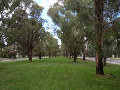 APII jpeg image of Eucalyptus elata  © contact APII