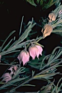 Guichenotia macrantha - click for larger image