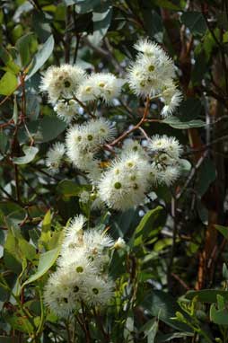 APII jpeg image of Eucalyptus paniculata  © contact APII