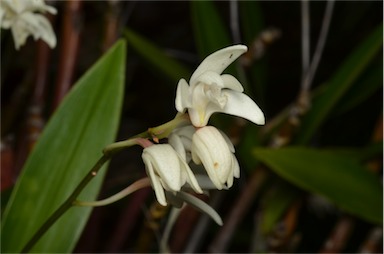 APII jpeg image of Dendrobium x delicatum  © contact APII