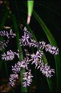 Cordyline stricta - click for larger image