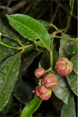 APII jpeg image of Baloghia inophylla  © contact APII