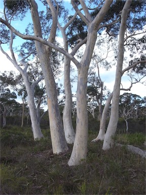 APII jpeg image of Eucalyptus haemastoma  © contact APII