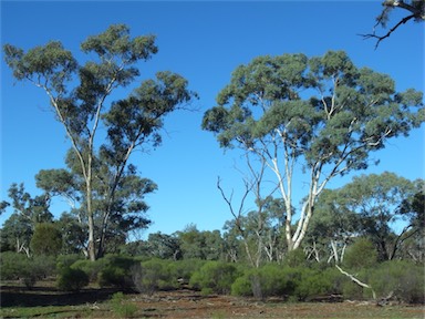 APII jpeg image of Eucalyptus intertexta  © contact APII