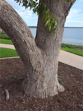 APII jpeg image of Eucalyptus gomphocephala  © contact APII