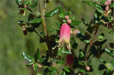 APII jpeg image of Correa 'Little Pink Belle'  © contact APII