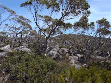 APII jpeg image of Eucalyptus coccifera  © contact APII