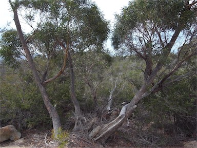 APII jpeg image of Eucalyptus amygdalina  © contact APII