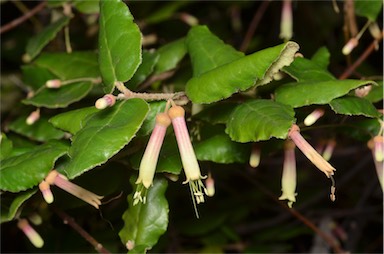 APII jpeg image of Correa lawrenceana var. cordifolia  © contact APII