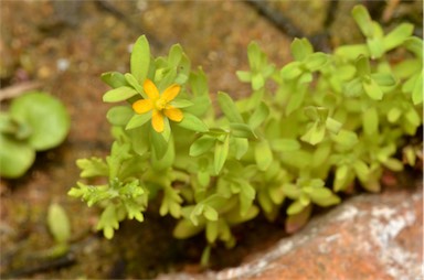 APII jpeg image of Hypericum gramineum  © contact APII