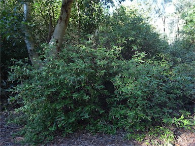 APII jpeg image of Correa lawrenceana var. cordifolia  © contact APII