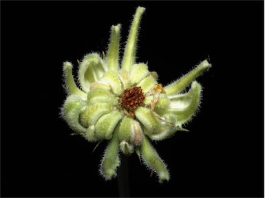 APII jpeg image of Calendula officinalis  © contact APII