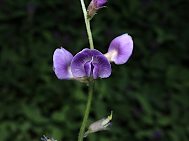 APII jpeg image of Glycine tabacina  © contact APII