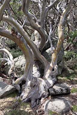 APII jpeg image of Eucalyptus pauciflora  © contact APII