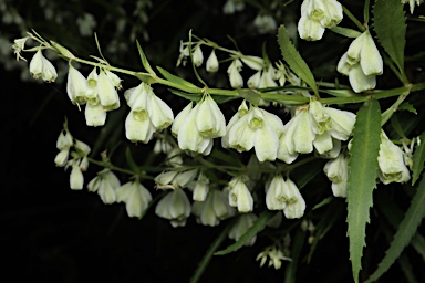 APII jpeg image of Haloragodendron racemosum  © contact APII