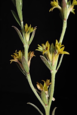 APII jpeg image of Pimelea curviflora var. sericea  © contact APII
