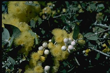 APII jpeg image of Eucalyptus crucis subsp. crucis  © contact APII