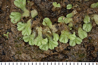 APII jpeg image of Riccia vesiculosa  © contact APII