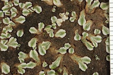 APII jpeg image of Riccia deserticola  © contact APII