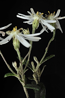 APII jpeg image of Olearia stenophylla  © contact APII