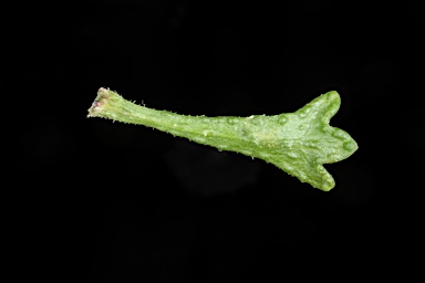 APII jpeg image of Olearia sp. Rhizomatica  © contact APII