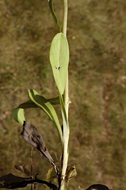 APII jpeg image of Gamochaeta purpurea  © contact APII