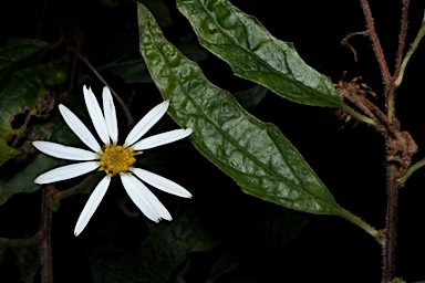 APII jpeg image of Olearia nernstii  © contact APII