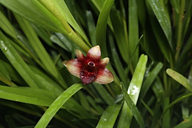 APII jpeg image of Dendrobium agrostophyllum  © contact APII