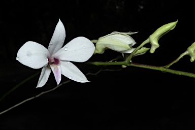 APII jpeg image of Dendrobium dicuphum  © contact APII