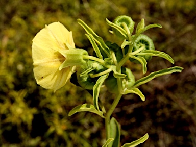 APII jpeg image of Physalis hederifolia  © contact APII