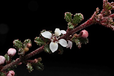 APII jpeg image of Zieria adenophora  © contact APII