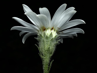 APII jpeg image of Olearia asterotricha  © contact APII