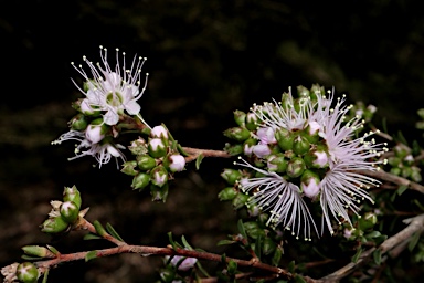APII jpeg image of Kunzea parvifolia  © contact APII