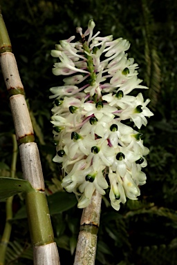 APII jpeg image of Dendrobium smillieae  © contact APII