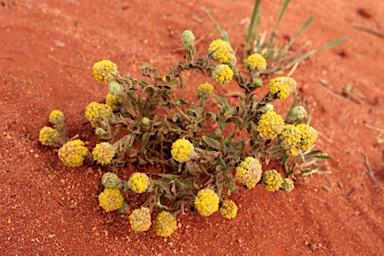 APII jpeg image of Calocephalus  © contact APII