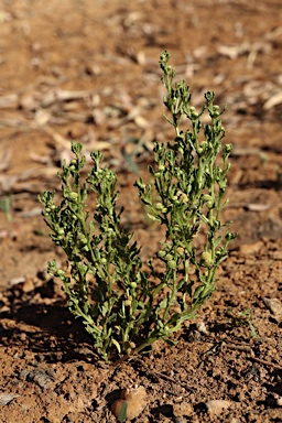 APII jpeg image of Centipeda pleiocephala  © contact APII