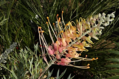 APII jpeg image of Grevillea 'Lemon Baby'  © contact APII