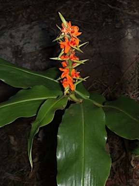 APII jpeg image of Hedychium  © contact APII