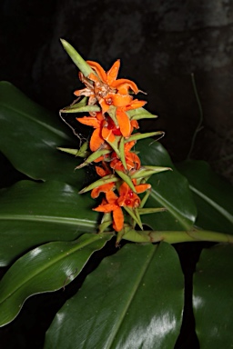 APII jpeg image of Hedychium  © contact APII